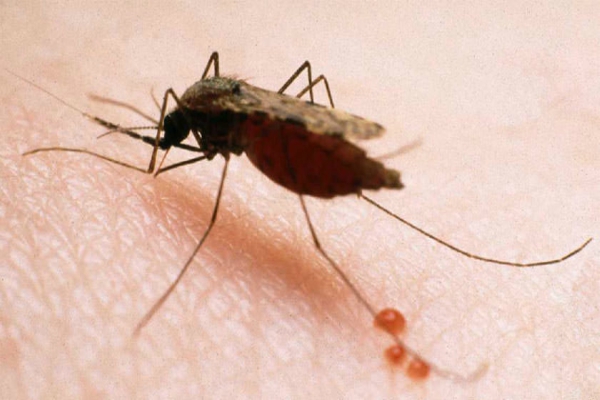 malaria 1 ok