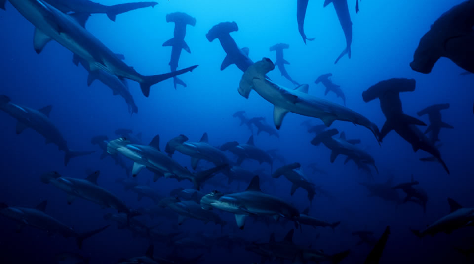 malpelo