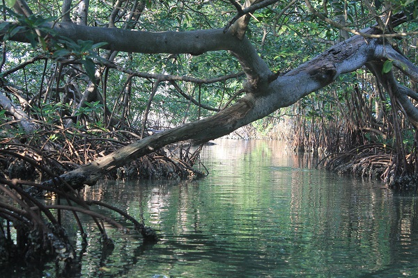 manglares 13