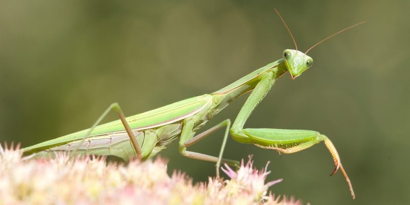 mantis