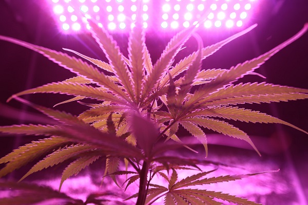 marihuana violeta