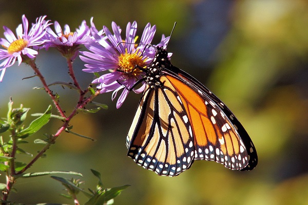 mariposa600