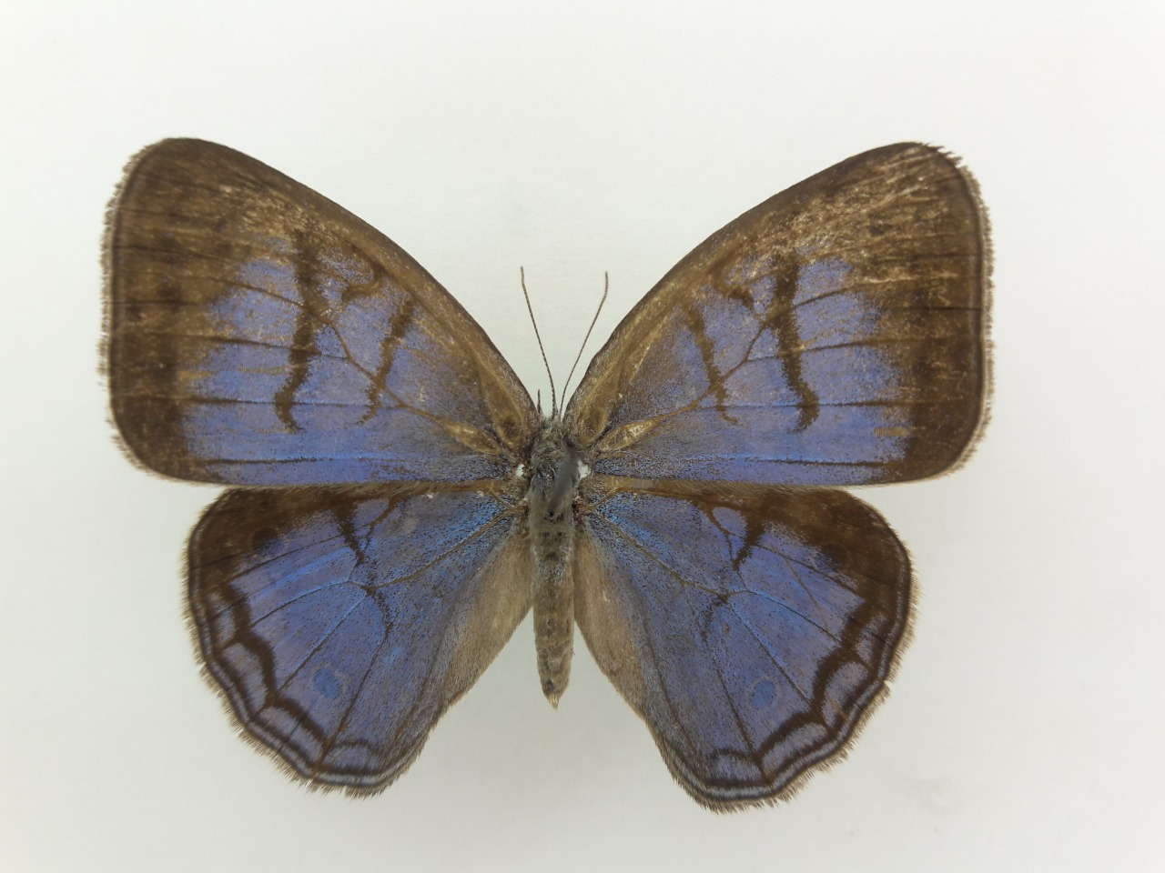 mariposa 1