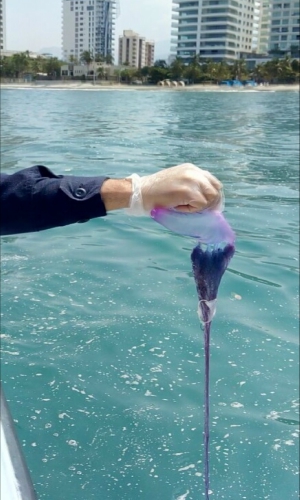 medusa 1 ok