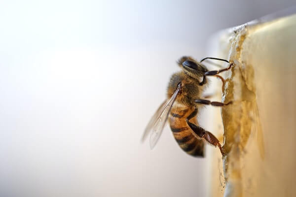 microplasticos abejas 6