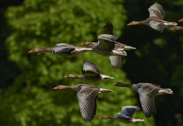 migracion aves