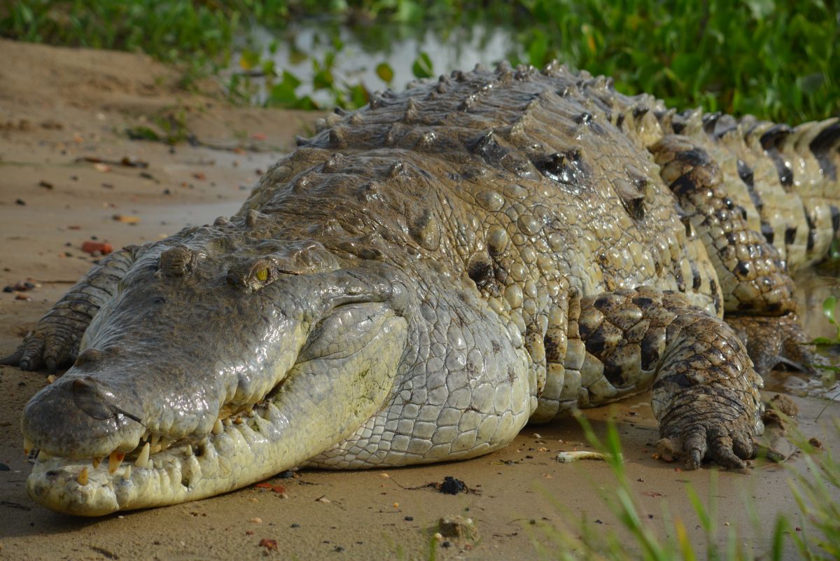 mongabay