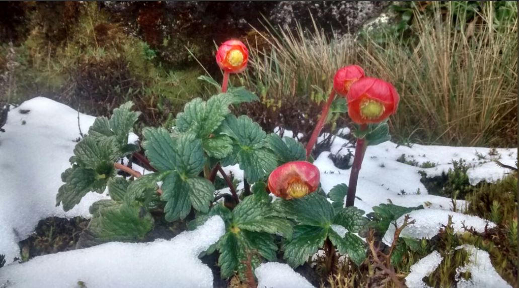 nevado las tinajas