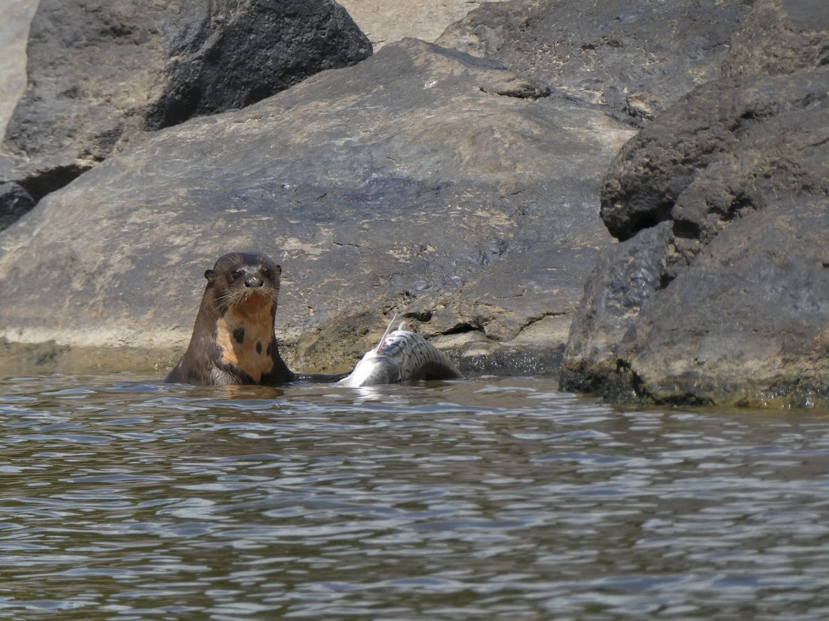 nutria2omacha