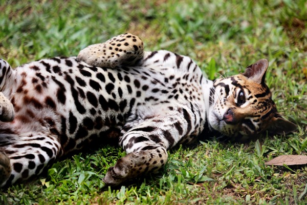ocelote 600