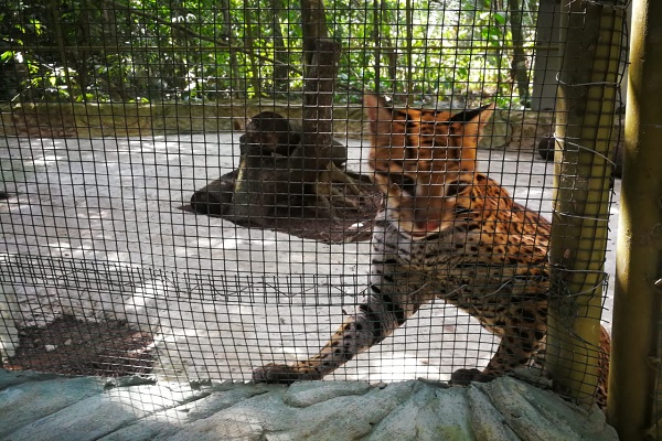 oceloteguaviare