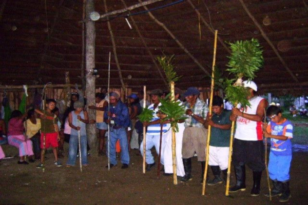 onicamazona600