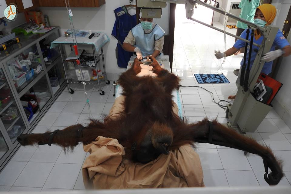 orangutan