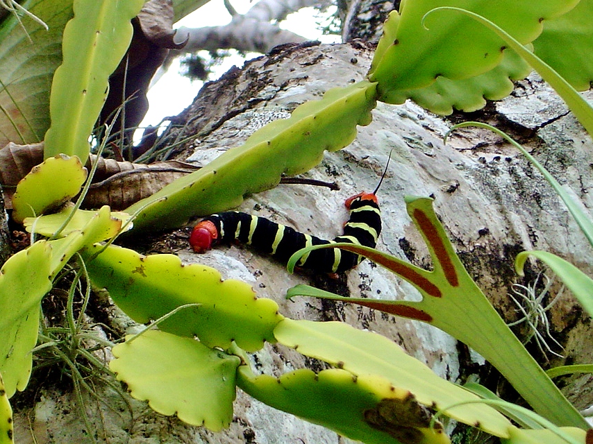 oruga13