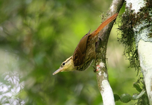 pajaro