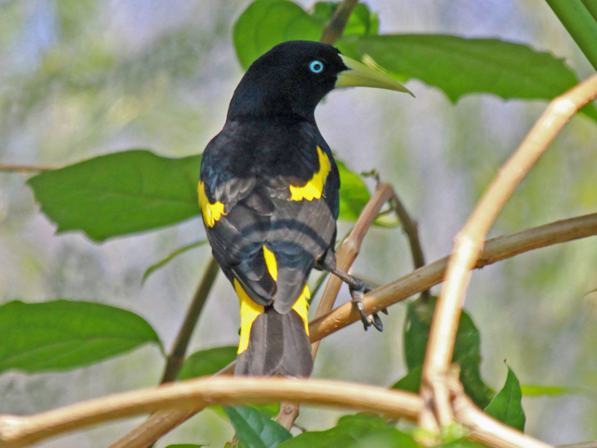 pajaros