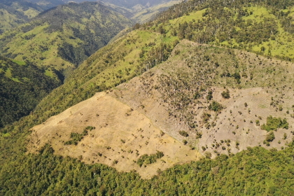 palmacortolima