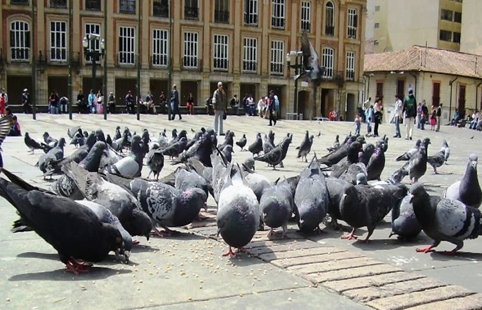 palomasplazaboliva