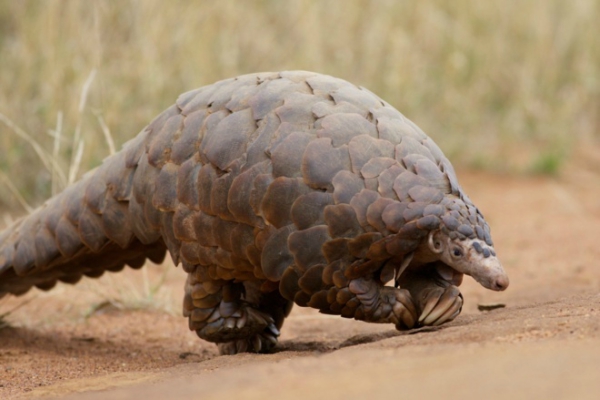 pangolin 1 ok