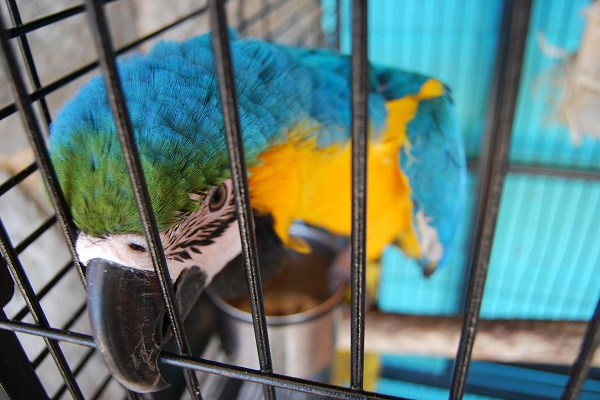 parrot6000