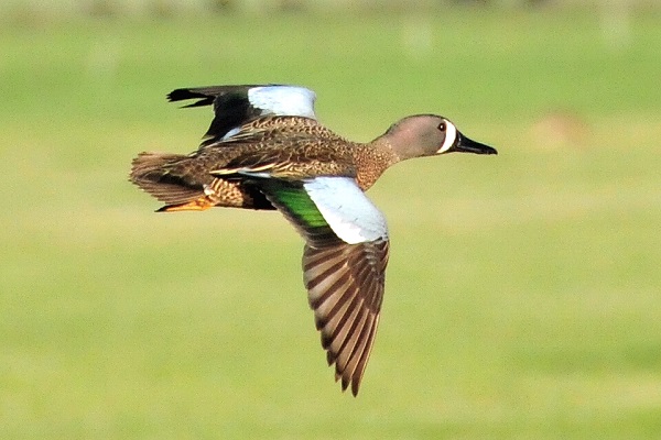 pato flickr USFWS Mountain Prairie 600x400