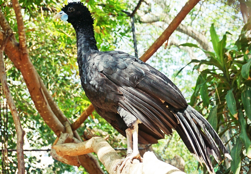 paujil