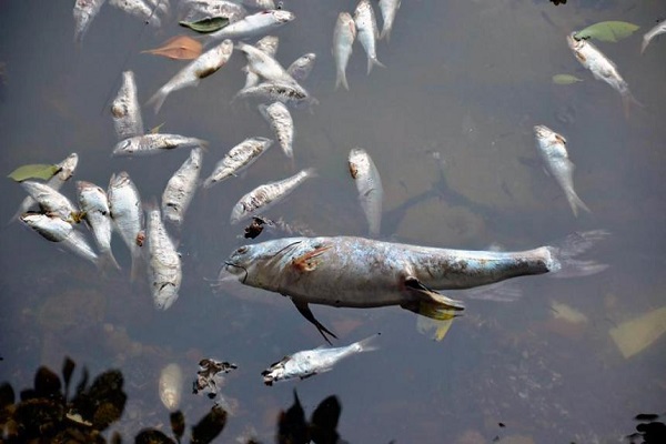 peces600