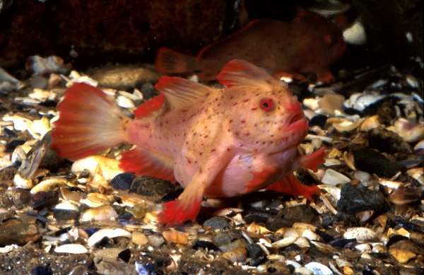 peces extraños extintos