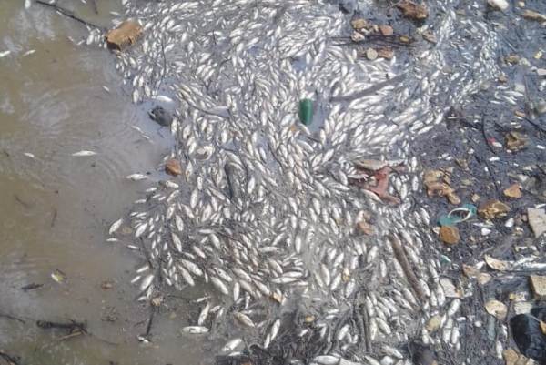 peces mortandad 600