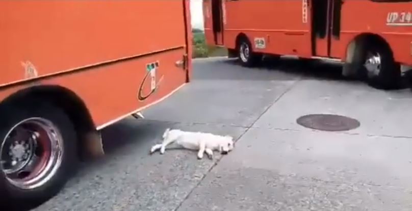 perrito