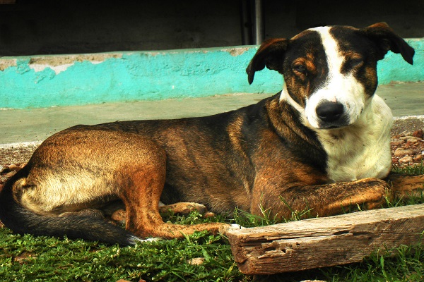 perrito600