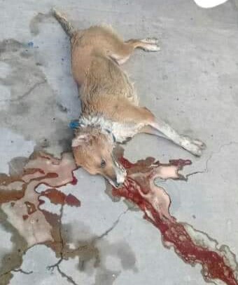 perro1ok