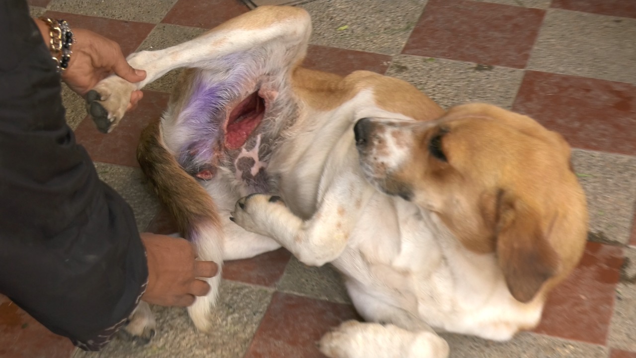 perro2bra