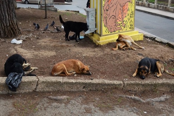 perros 600jpg
