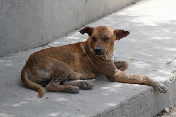 perros abandonados