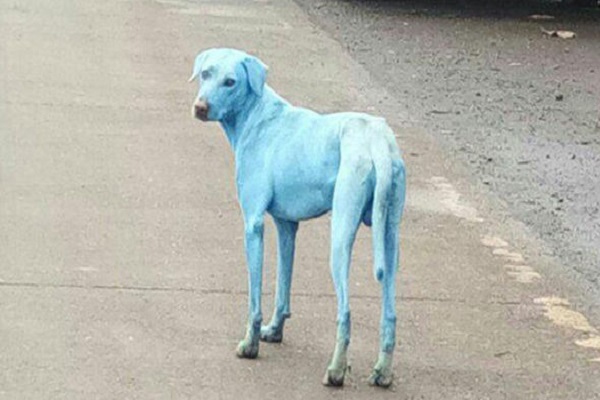 perros azules