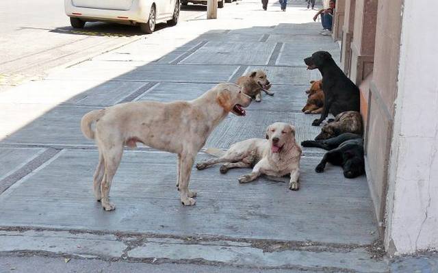 perros callejeros