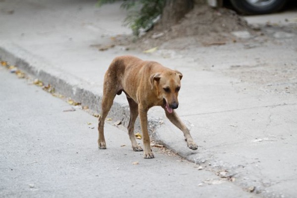 perros carmen de bolivar