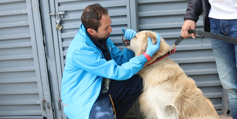 perros seguridad1