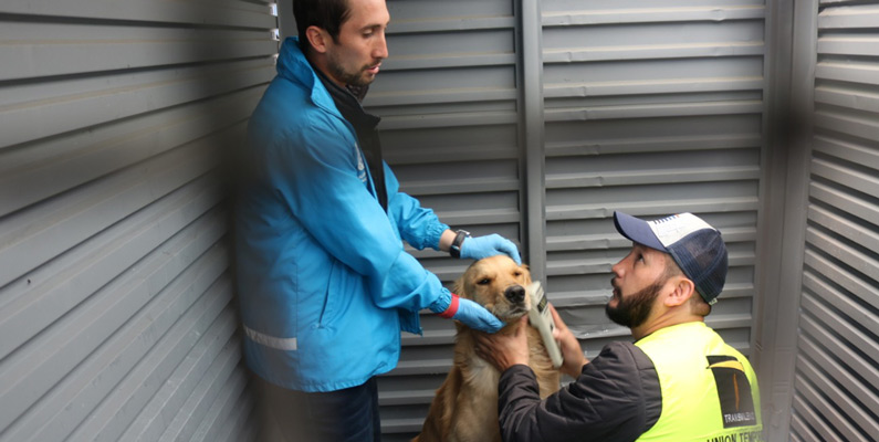 perros seguridad3