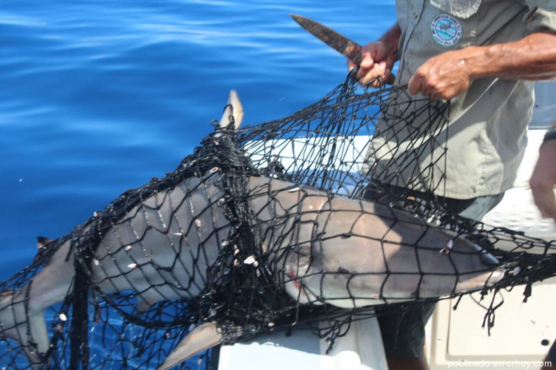 Pesca Ilegal Pesca Ilegal