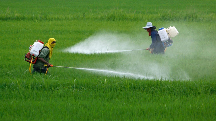 pesticida Agosto29