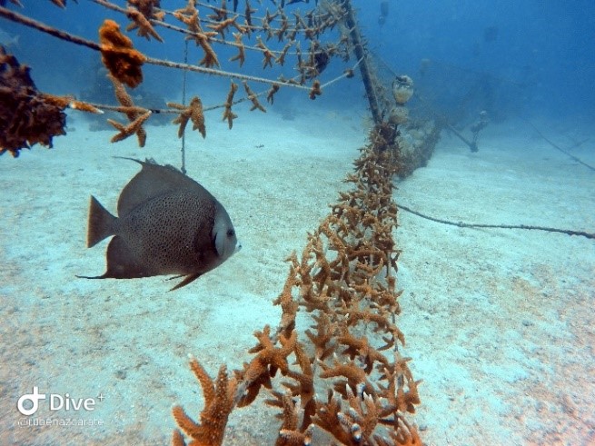 pezcoral