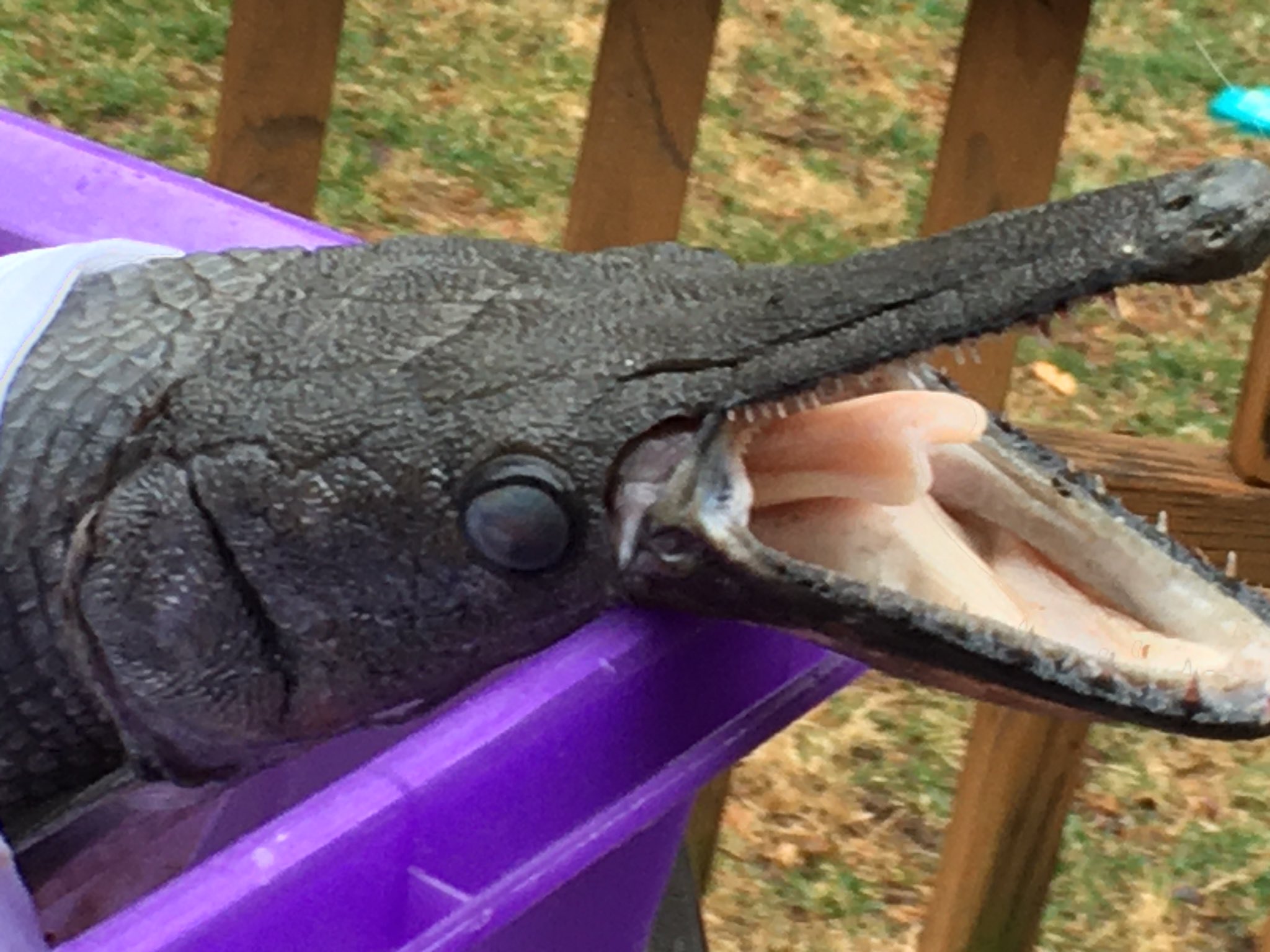 pezlagarto