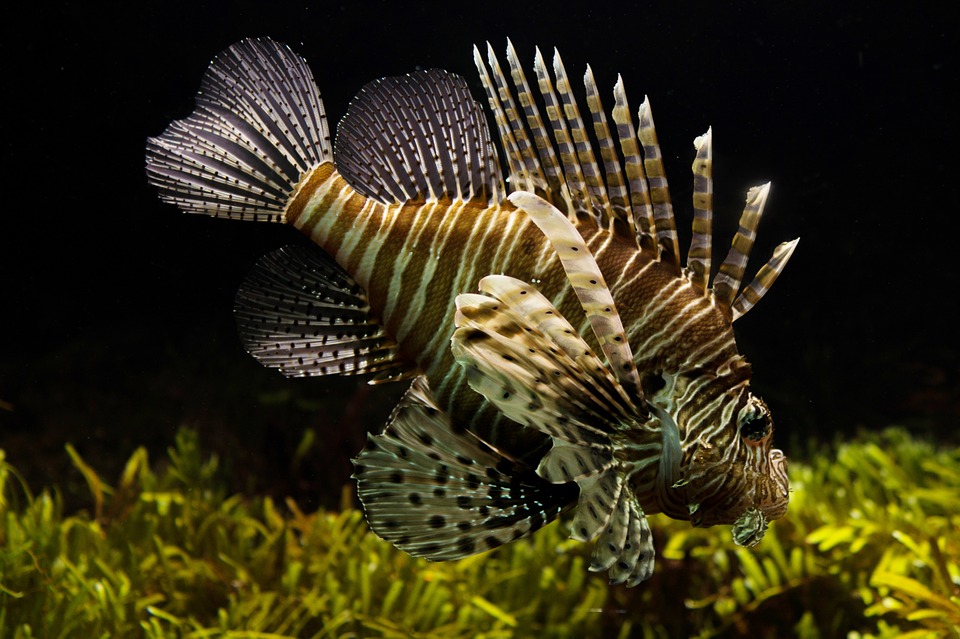 pezleonpixa