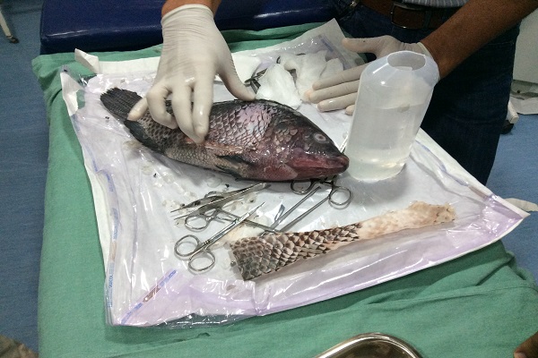 piel de tilapia 1 credito Divulgacion Verdinha