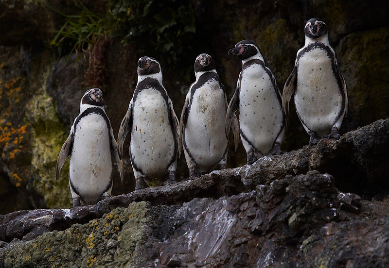 pinguinos humboldt fotonaturaleza.cl