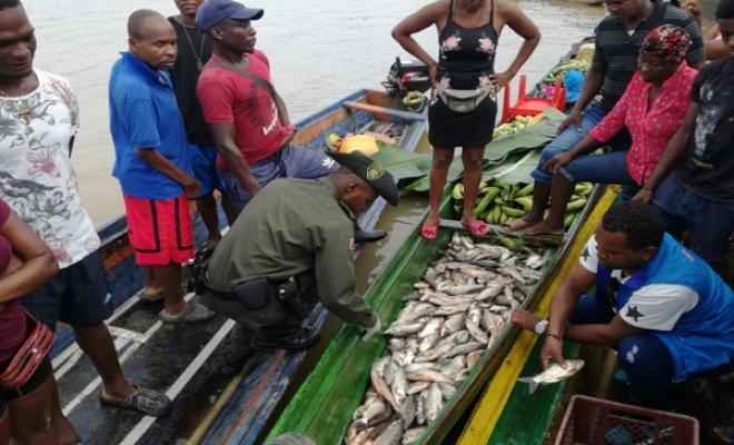 por talla minima fueron incautado 100 kilos de pescado en puerto fluvial de quibdo. 1