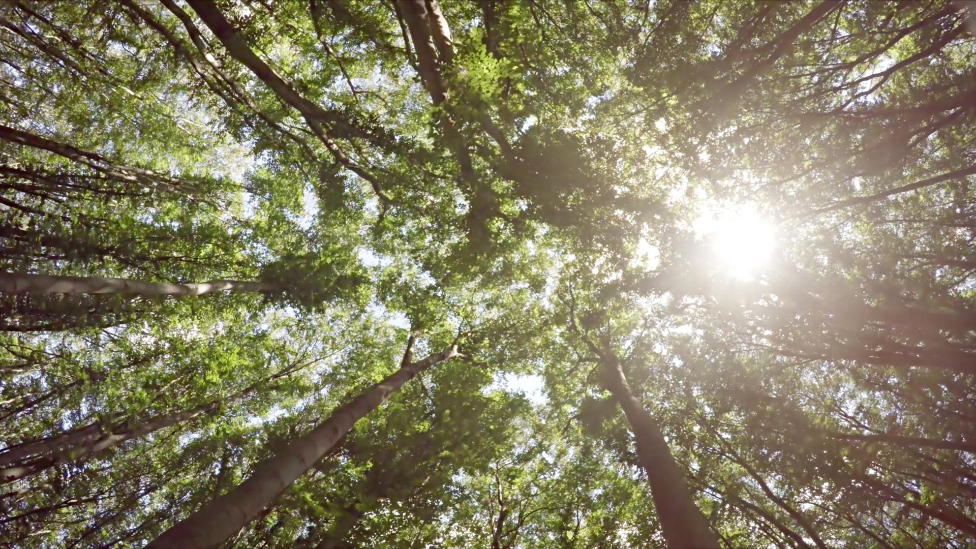 poster forest