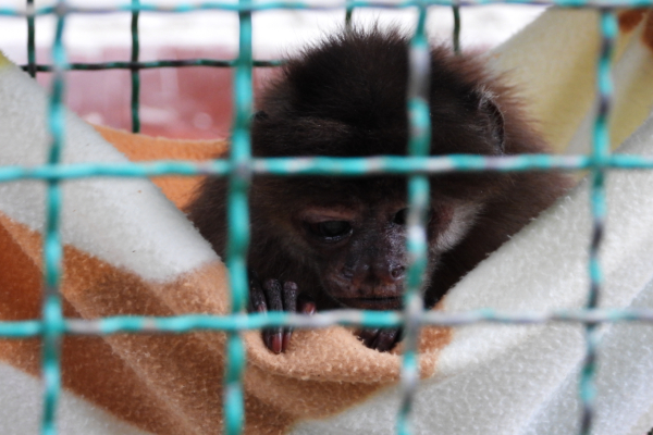primate25600